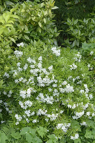 547111 - Oranger du Mexique (Choisya ternata 'Aztec Pearl' syn. Choisya x dewitteana 'Aztec Pearl')