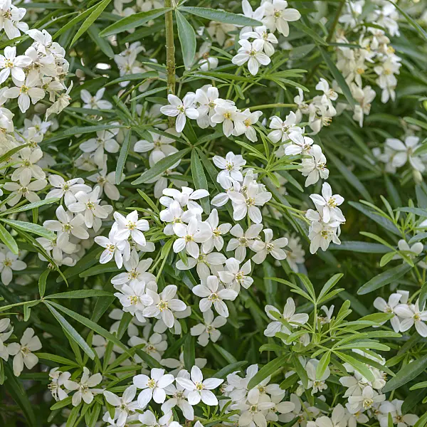 575056 - Oranger du Mexique (Choisya ternata 'Aztec Pearl' syn. Choisya x dewitteana 'Aztec Pearl')