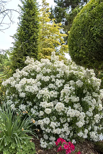 638045 - Oranger du Mexique (Choisya ternata 'Aztec Pearl' syn. Choisya x dewitteana 'Aztec Pearl')
