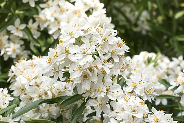 638046 - Oranger du Mexique (Choisya ternata 'Aztec Pearl' syn. Choisya x dewitteana 'Aztec Pearl')