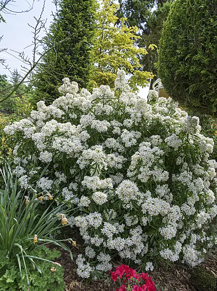 651170 - Oranger du Mexique (Choisya ternata 'Aztec Pearl' syn. Choisya x dewitteana 'Aztec Pearl')