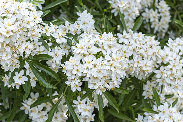651171 - Oranger du Mexique (Choisya ternata 'Aztec Pearl' syn. Choisya x dewitteana 'Aztec Pearl')