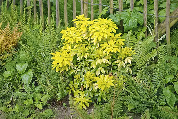 502148 - Oranger du Mexique (Choisya ternata 'Sundance' syn. Choisya x dewitteana 'Sundance')
