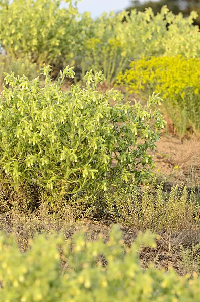 508546 - Orcanette des sables (Onosma arenaria)