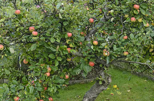 524081 - Orchard apple (Malus x domestica)