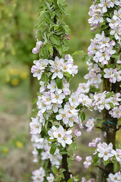 593144 - Orchard apple (Malus x domestica)