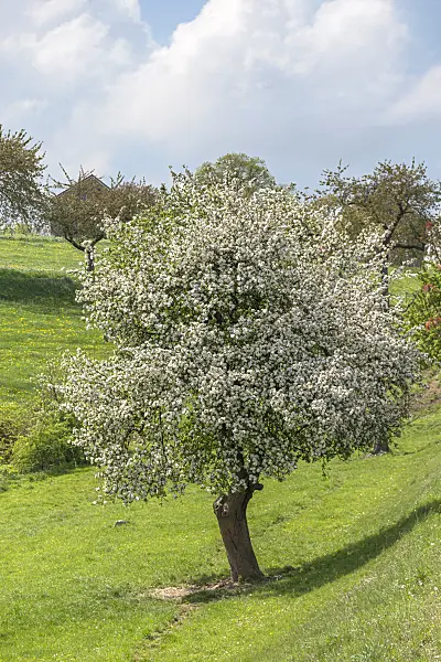 625274 - Orchard apple (Malus x domestica)