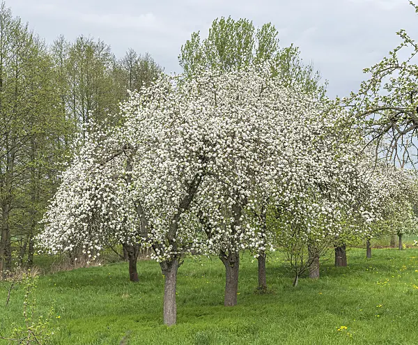 625275 - Orchard apple (Malus x domestica)
