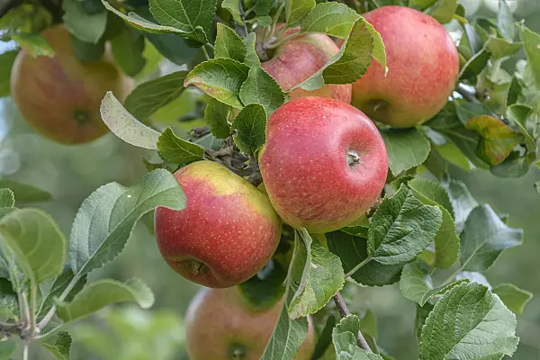 575144 - Orchard apple (Malus x domestica 'Alkmene')