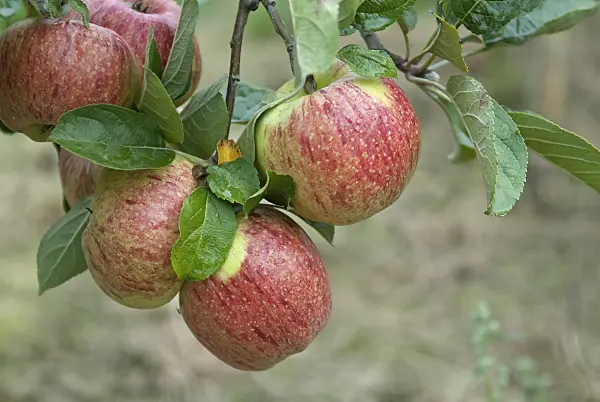 502263 - Orchard apple (Malus x domestica 'Altländer Pfannkuchenapfel')