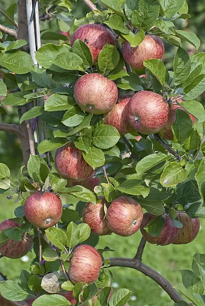 502264 - Orchard apple (Malus x domestica 'Altländer Pfannkuchenapfel')
