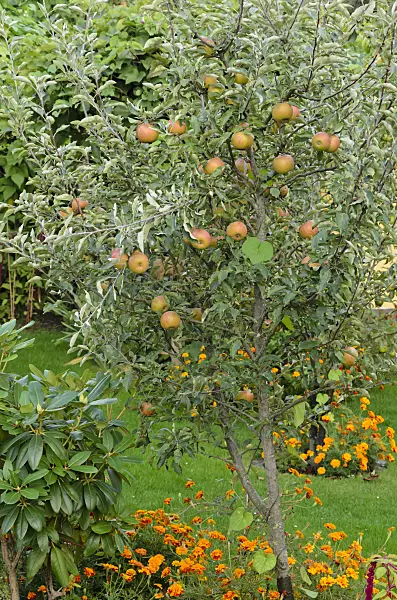524085 - Orchard apple (Malus x domestica) and marigolds (Tagetes)