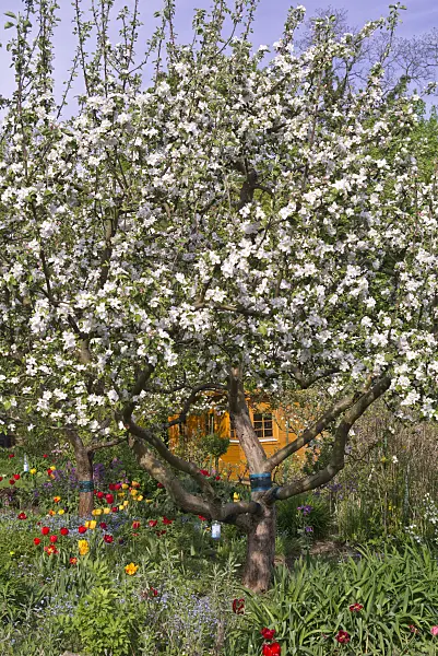 601040 - Orchard apple (Malus x domestica) and tulips (Tulipa) in an allotment garden
