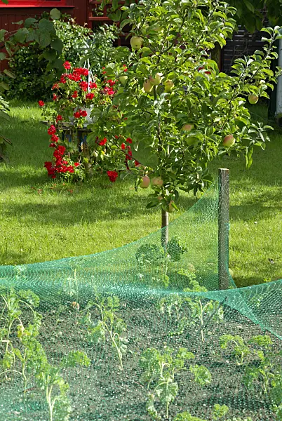 460004 - Orchard apple (Malus x domestica) and vegetable bed with bird net