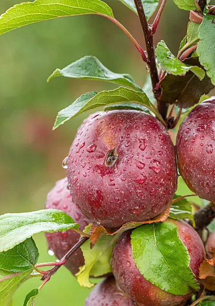 675209 - Orchard apple (Malus x domestica 'Api Noir')