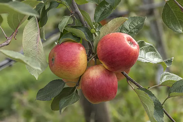 635069 - Orchard apple (Malus x domestica 'Ariwa')