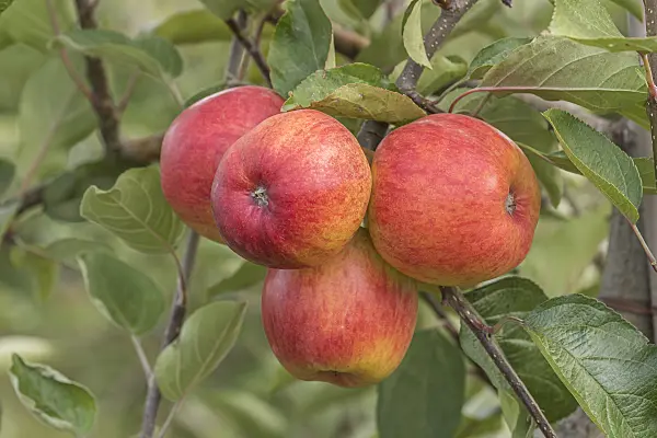 635070 - Orchard apple (Malus x domestica 'Ariwa')