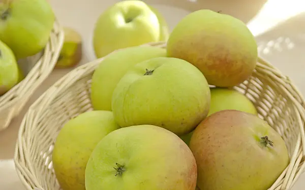 517314 - Orchard apple (Malus x domestica 'Auralia')