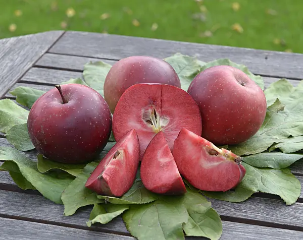 575146 - Orchard apple (Malus x domestica 'Baya Marisa')