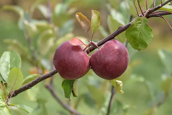 575161 - Orchard apple (Malus x domestica 'Baya Marisa')