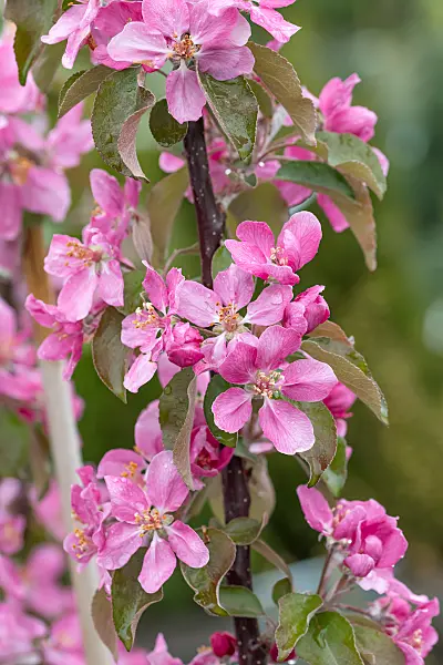 664260 - Orchard apple (Malus x domestica 'Baya Marisa')