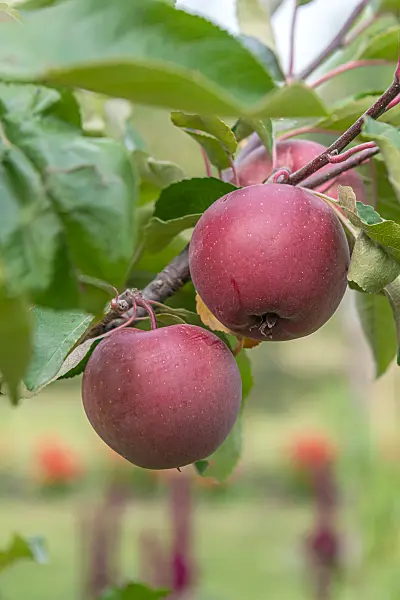 664261 - Orchard apple (Malus x domestica 'Baya Marisa')