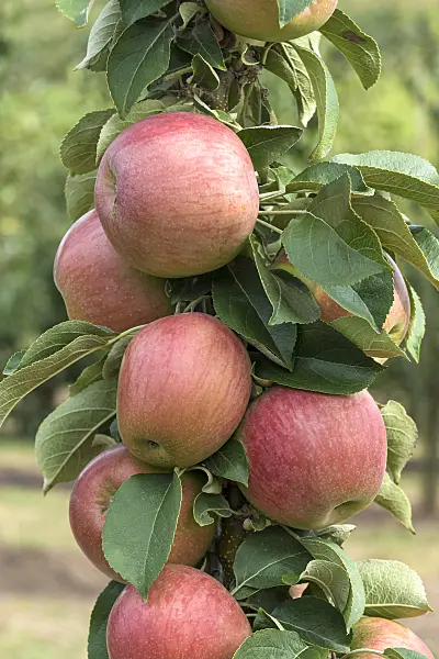 635072 - Orchard apple (Malus x domestica 'Berbat')