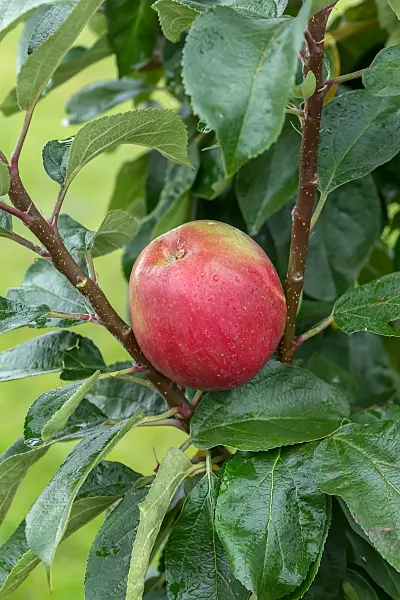 675210 - Orchard apple (Malus x domestica 'Berbat')