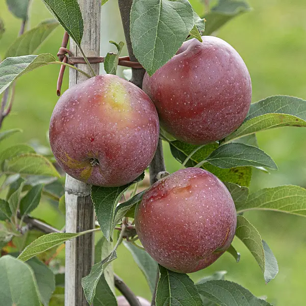 616018 - Orchard apple (Malus x domestica 'Berner Rosenapfel'')