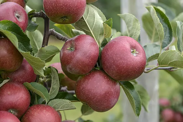 547181 - Orchard apple (Malus x domestica 'Blauacher Wädenswil')