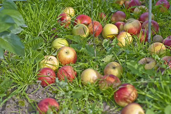 502266 - Orchard apple (Malus x domestica 'Börtlinger Weinapfel')