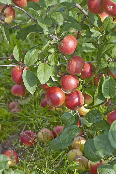 502267 - Orchard apple (Malus x domestica 'Börtlinger Weinapfel')