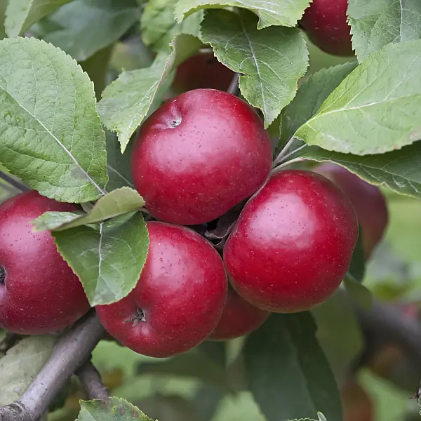 490094 - Orchard apple (Malus x domestica 'Bonza')