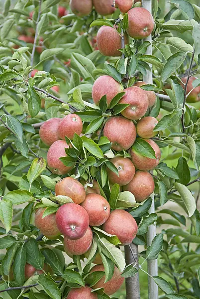502265 - Orchard apple (Malus x domestica 'Braeburn')