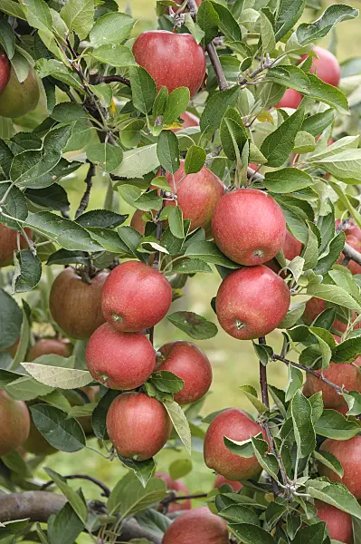 535348 - Orchard apple (Malus x domestica 'Braeburn')