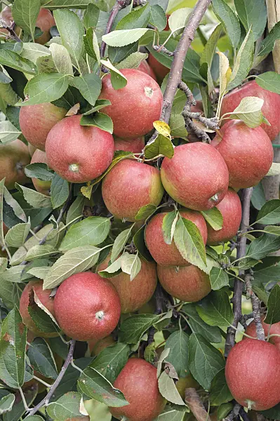 535349 - Orchard apple (Malus x domestica 'Braeburn')