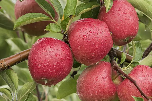 616019 - Orchard apple (Malus x domestica 'Braeburn')