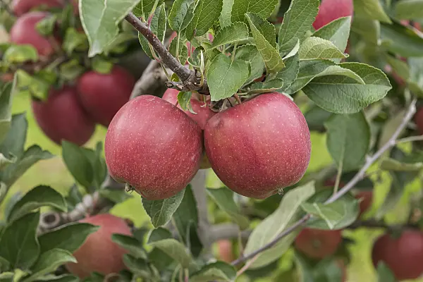 616020 - Orchard apple (Malus x domestica 'Braeburn')