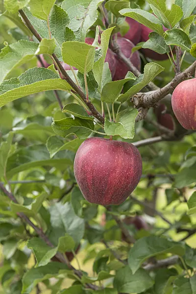 616071 - Orchard apple (Malus x domestica 'Cameo')