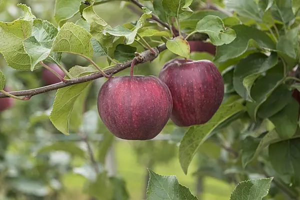 616072 - Orchard apple (Malus x domestica 'Cameo')