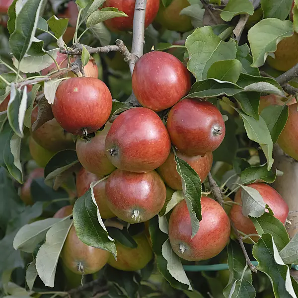 471409 - Orchard apple (Malus x domestica 'Clivia')