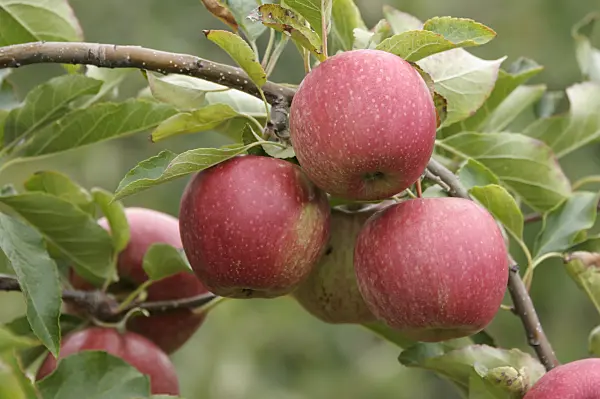 535350 - Orchard apple (Malus x domestica 'Cripps Red')