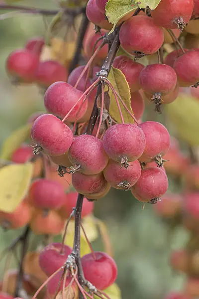 635073 - Orchard apple (Malus x domestica 'Dacapo')