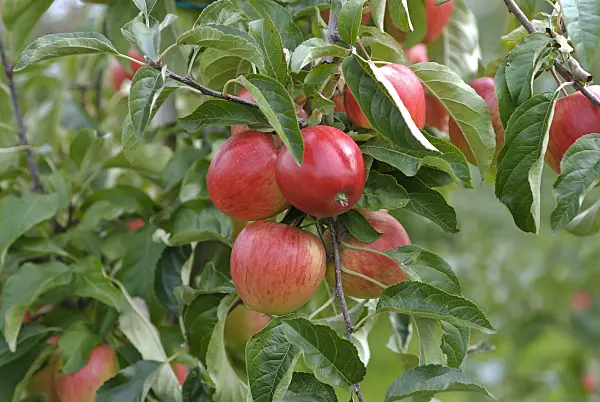 517315 - Orchard apple (Malus x domestica 'Dalinip')