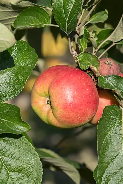 675213 - Orchard apple (Malus x domestica 'Danziger Kantapfel')
