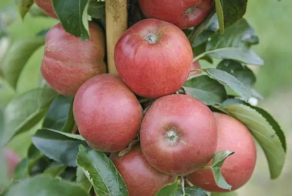502269 - Orchard apple (Malus x domestica 'Delcoti')