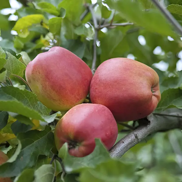 490095 - Orchard apple (Malus x domestica 'Delorina')