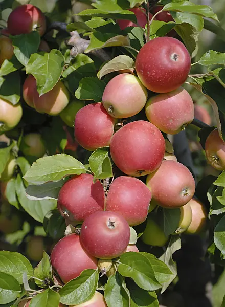 471410 - Orchard apple (Malus x domestica 'Dublet')