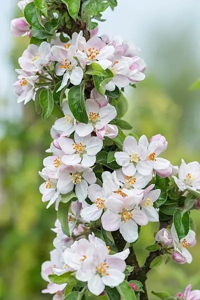 664263 - Orchard apple (Malus x domestica 'Dwarf')