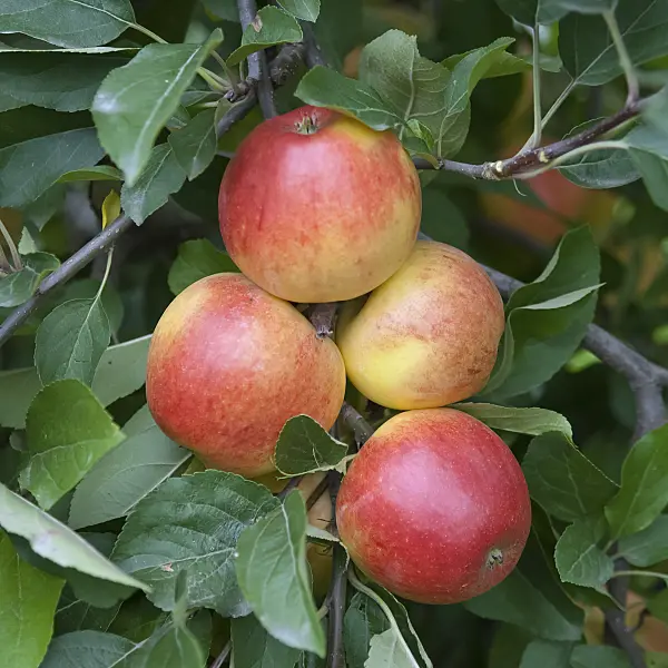 490096 - Orchard apple (Malus x domestica 'Ecolette')